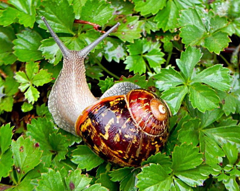 Улитки и слизни