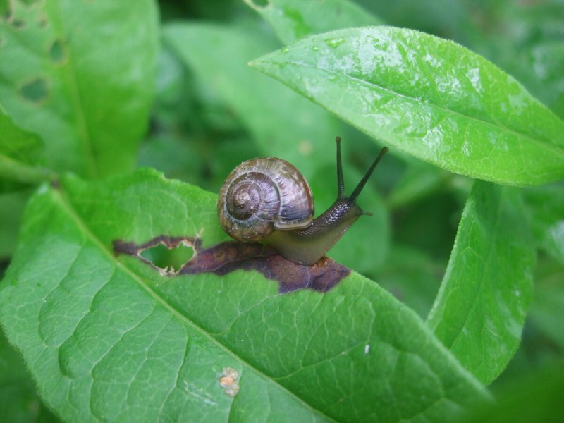 Виноградная улитка сли