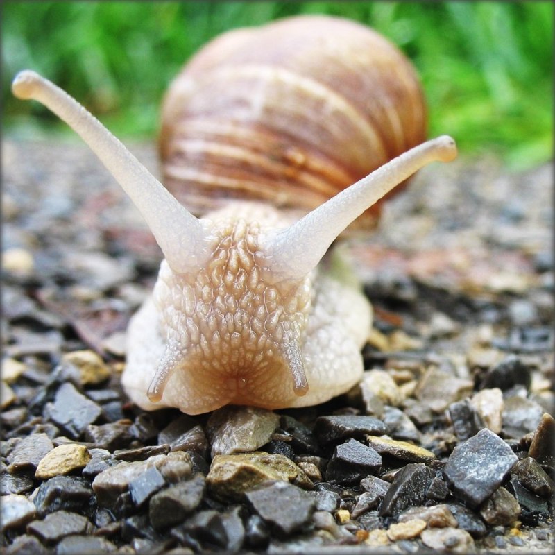 Улитка Горбатка