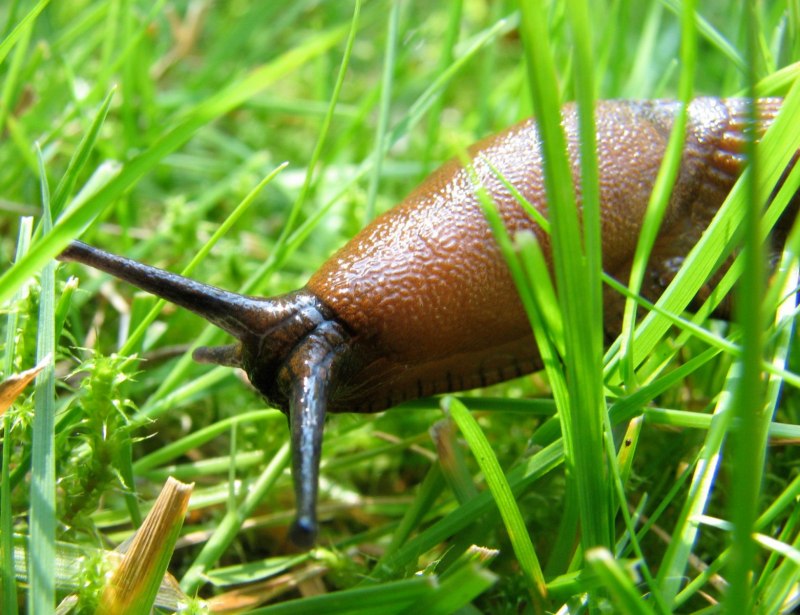 Полевой СЛИЗЕНЬ