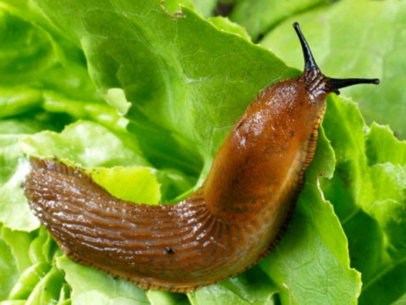 СЛИЗНЯК обыкновенный