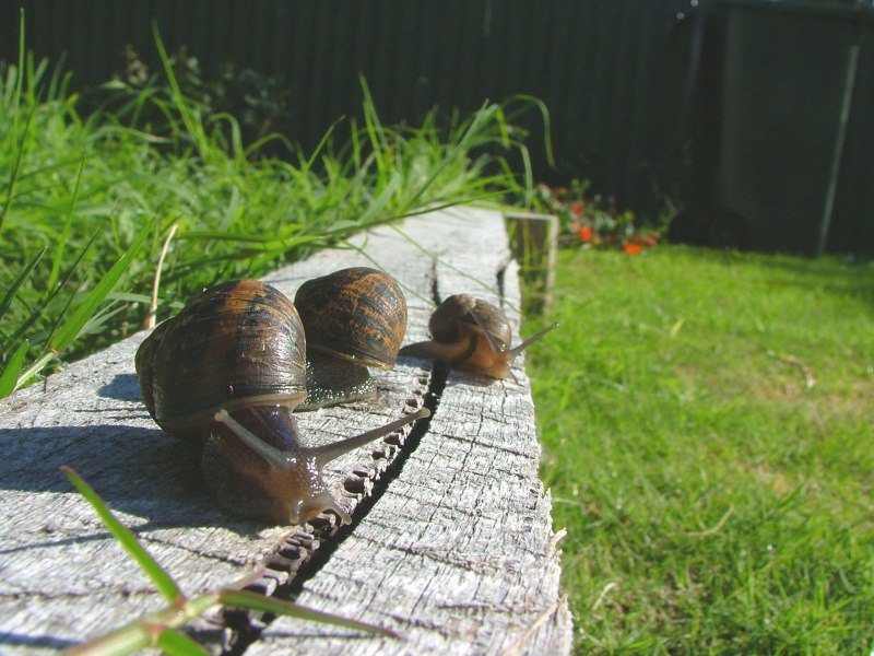 Слизни и улитки в саду