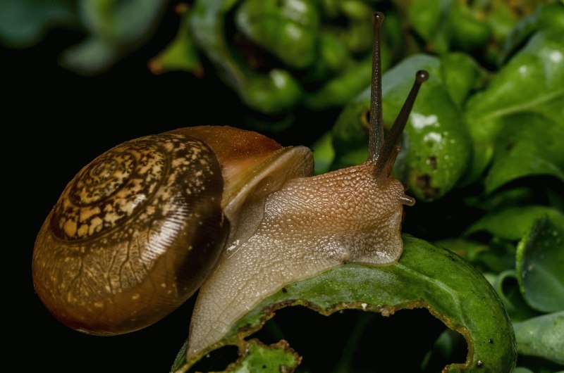 Улитки в огороде