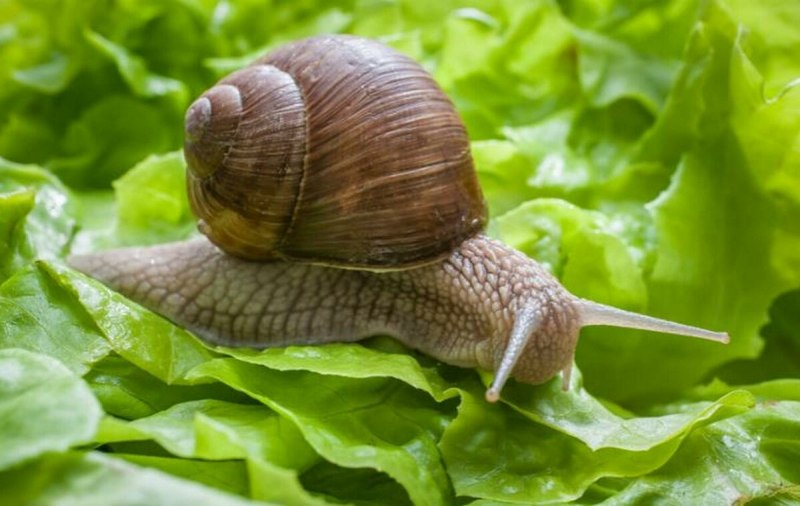 Helix pomatia Виноградная улитка