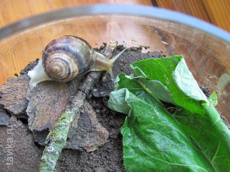 Виноградная улитка домашняя