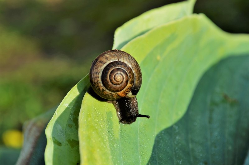 Малазийская трубчатая улитка