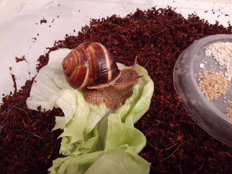 Виноградная улитка ахатина