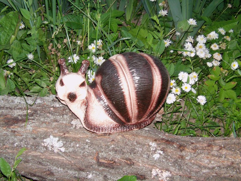 Улитка Огородная маленькая