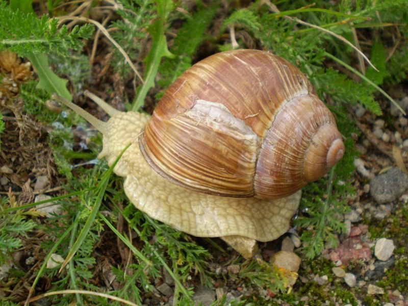 Helix pomatia Виноградная улитка
