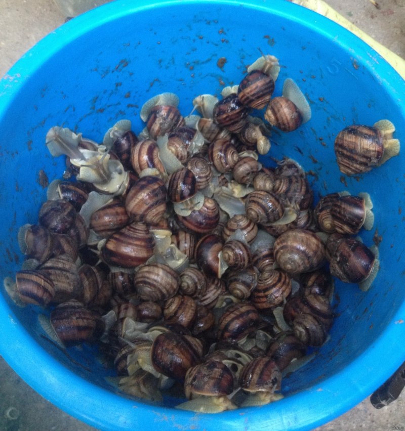 Улитки в огороде