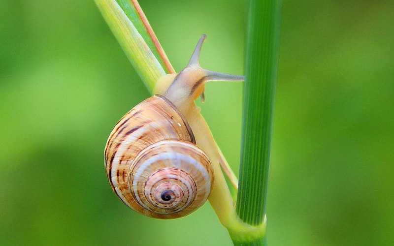 Домик для улитки