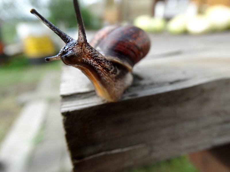 Улитка с ресницами