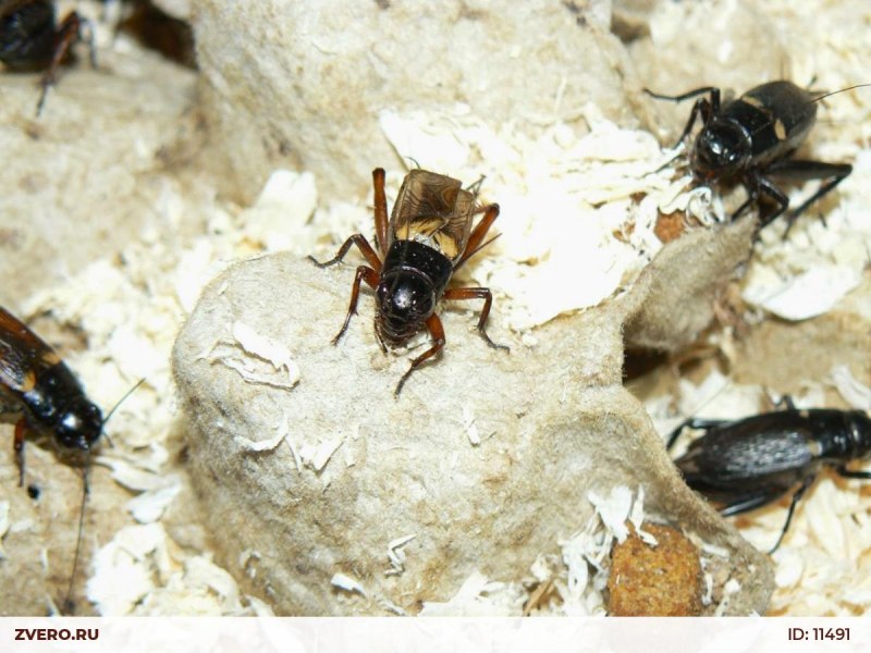 Двупятнистый сверчок Имаго