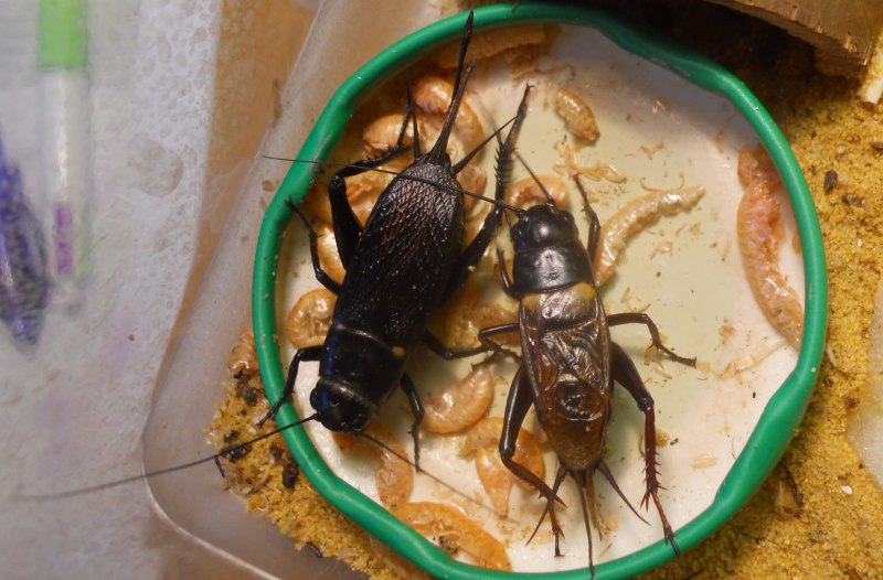 Двупятнистый сверчок