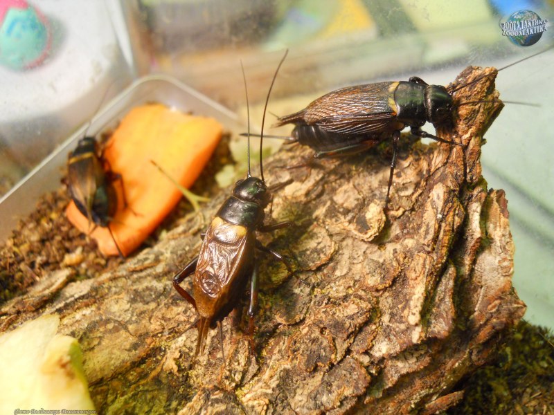 Двупятнистый сверчок