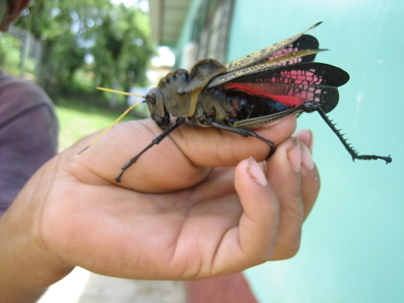 Гигантская австралийская Саранча
