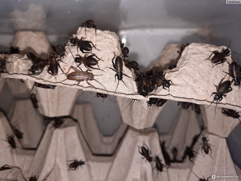 Хим состав сверчков двупятнистых