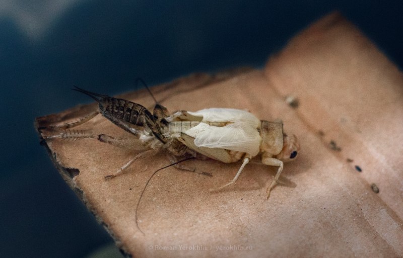 Сверчки Имаго