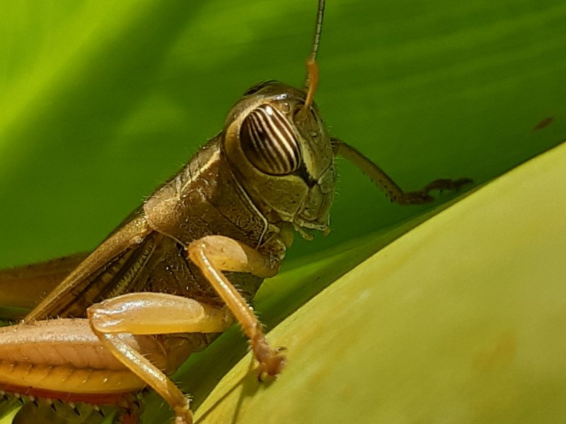 Сибирская кобылка Саранча