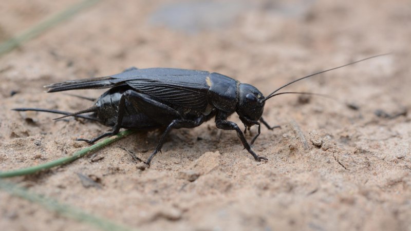 Двупятнистый сверчок