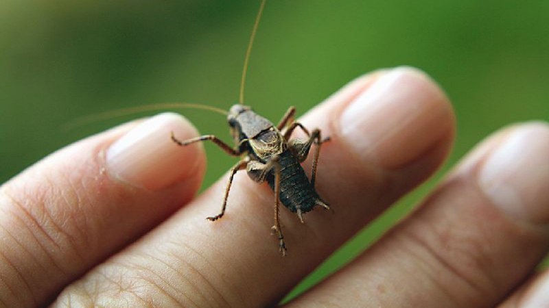 Саранча кузнечик Жук