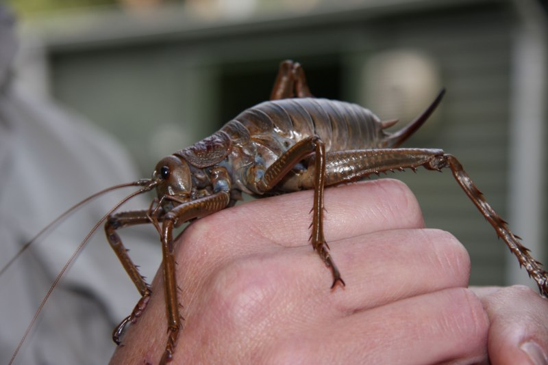 Прямокрылые насекомые сверчок