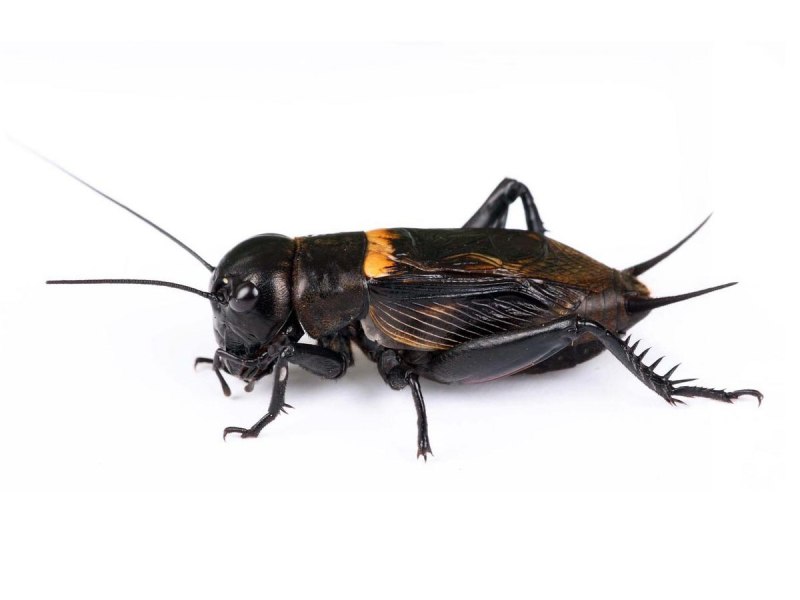 Двупятнистый сверчок