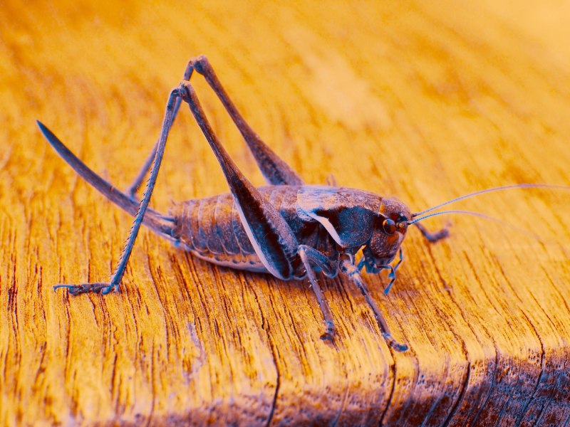 Яйцеклад у сверчков