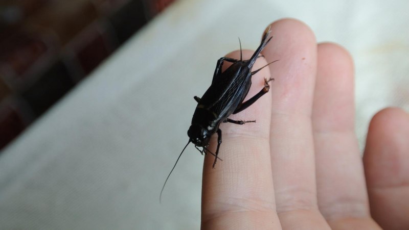 Сверчки похожие на тараканов