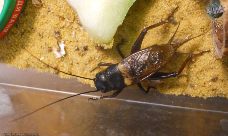 Двупятнистый сверчок Имаго