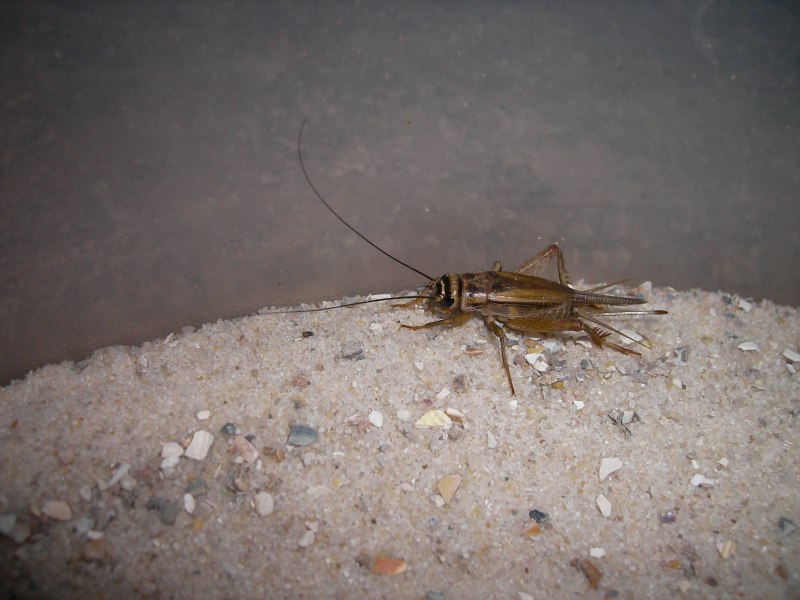 Кузнечик Шелковниковой