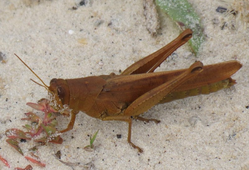Кузнечик сабленосец