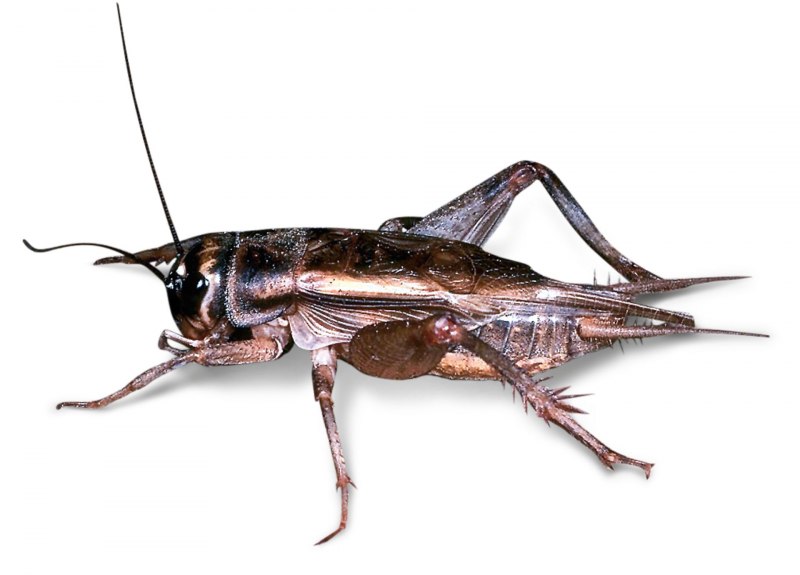 Судзумуси сверчок