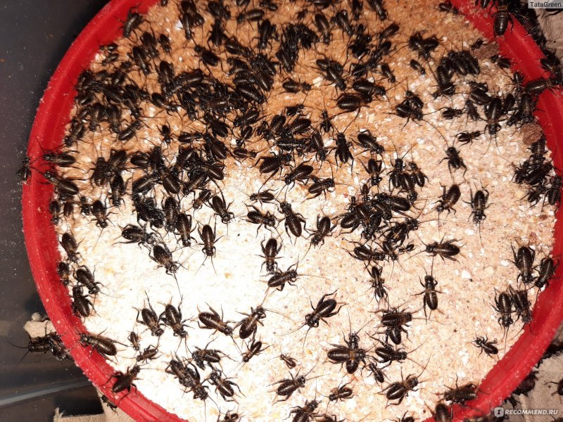 Яйца двупятнистых сверчков