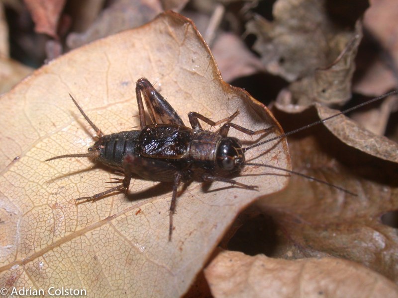 Сверчки в картошке