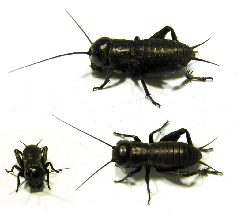 Черный полевой сверчок