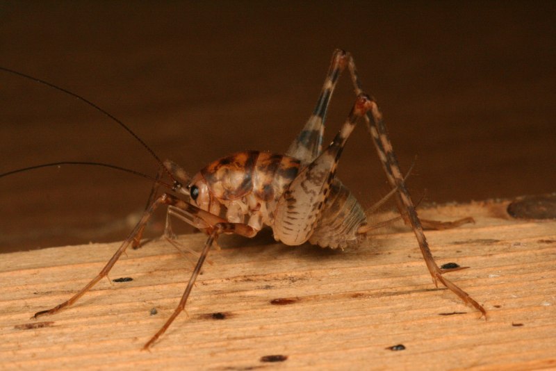 Сверчок домовый