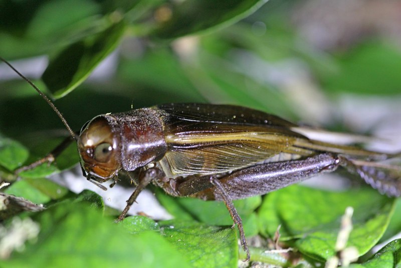 Банановый сверчок (Gryllus assimilis)