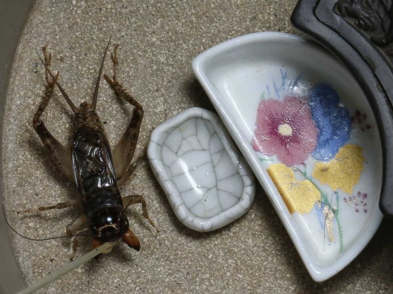 Сверчки Кузнечики Саранча