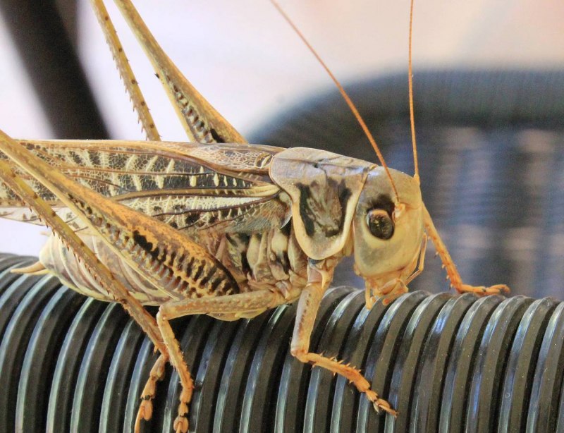 Домик для сверчка