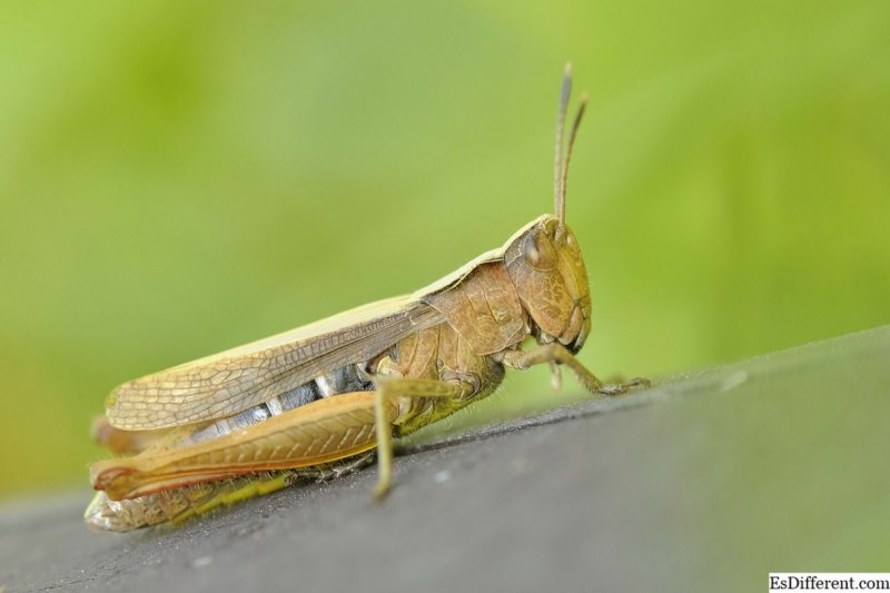 Кузнечик Луговой