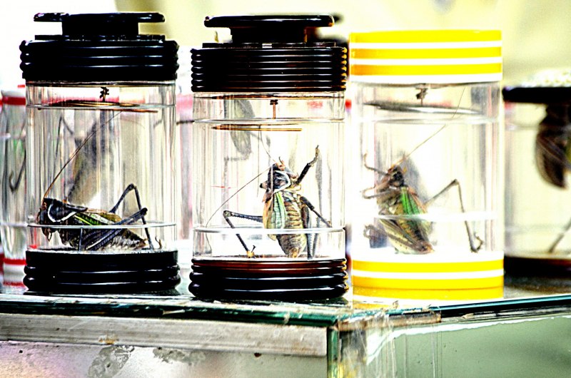 Саранча Коста Рика