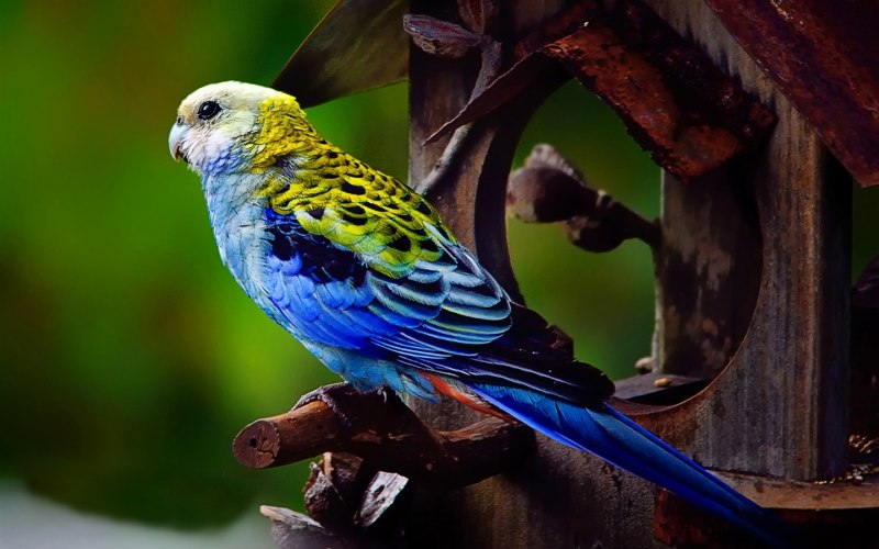 Розелла попугай голубой