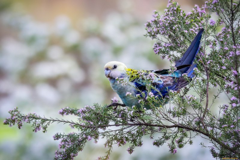 Бледноголовая Розелла в природе