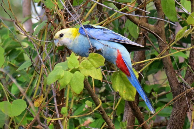 Розелла бледноголовая (Platycercus adscitus)