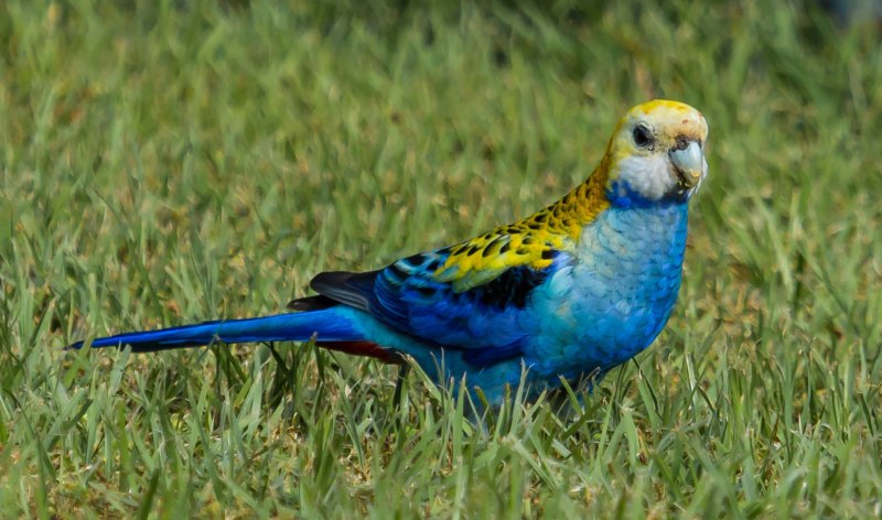 Попугай Розелла бледноголовая