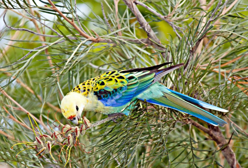 Бледноголовые розеллы