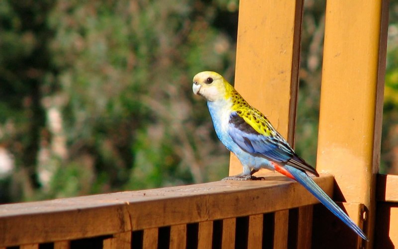 Розелла голубая