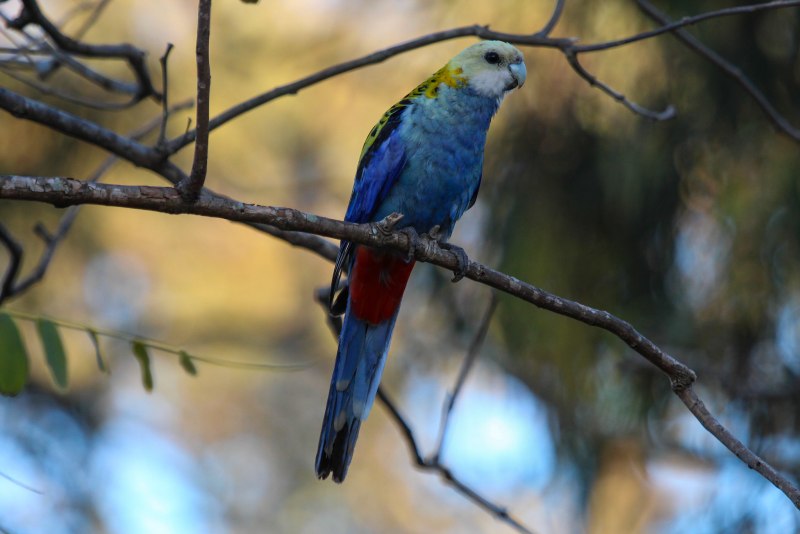 Розелла бледноголовая (Platycercus adscitus)