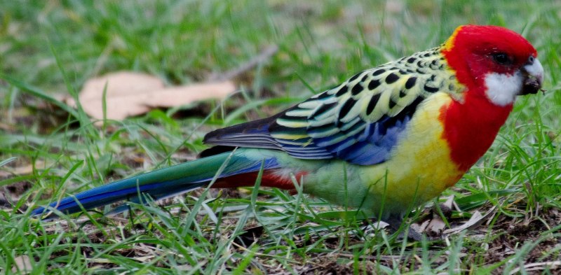 Попугай лучник